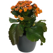 Kalanchoe laranja + Cachep Antracite